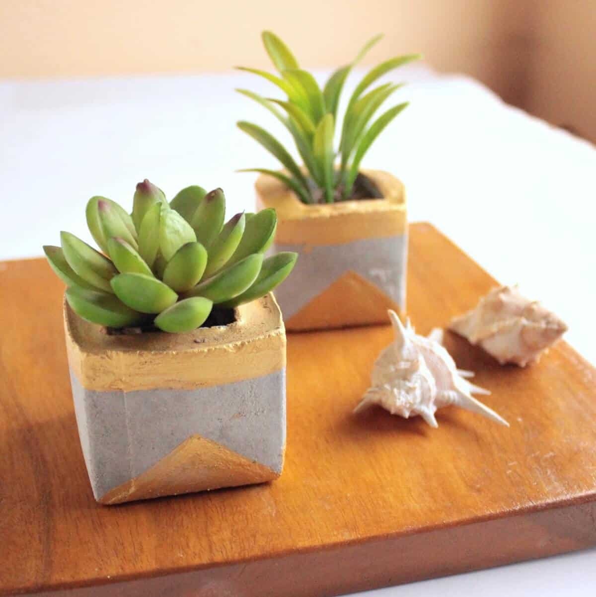 succulent planters