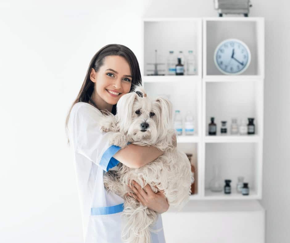 How To Become A Dog Sitter On Rover Earn Smart Online Class