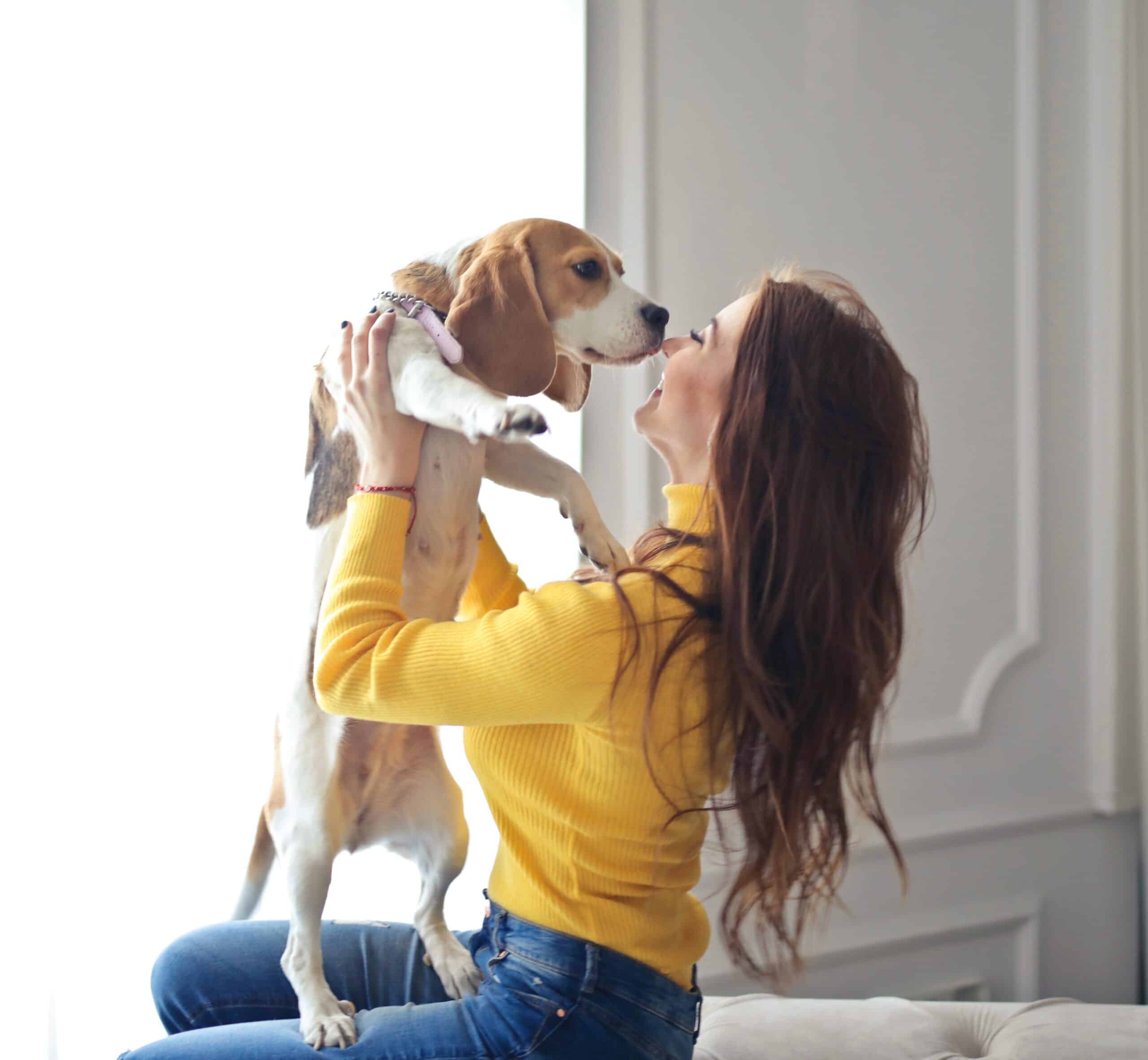 How to become a dog sitter