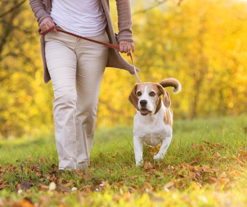 walk dogs for cash only